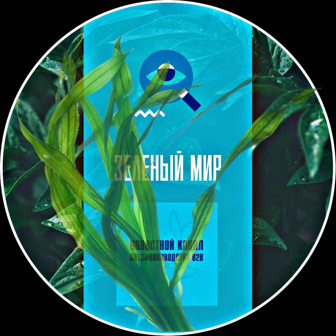 Зеленый мир: Водоросли для… компьютера?