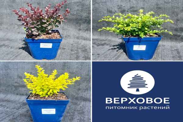 Зеленый мир: Новости с полей от Ферцер Дмитрия