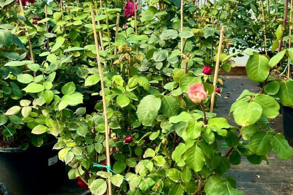 Зеленый десант: Питомник и садовый центр "GreenShop"