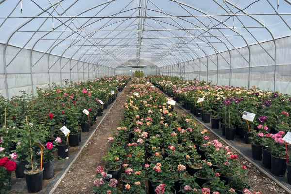 Зеленый десант: Питомник и садовый центр "GreenShop"