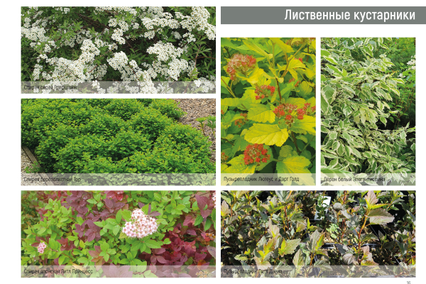Ассортиментная ведомость