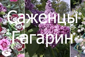 Питомник растений Саженцы Гагарин