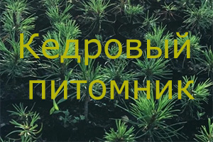 Питомник растений Кедровый питомник