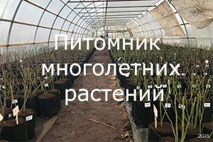 Питомник растений Питомник многолетних растений
