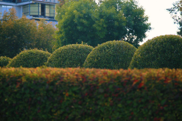URBAN GREEN
