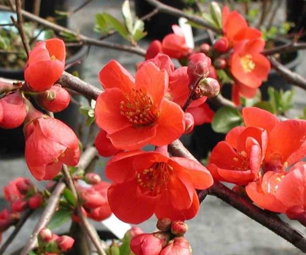 Айва японская (Chaenomeles japonica)