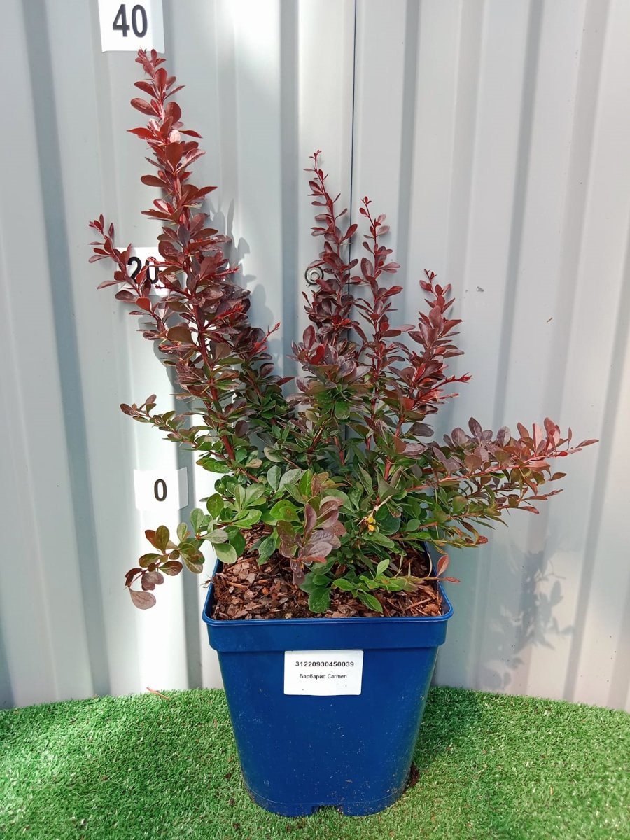 Барбарис тунберга (Berberis thunbergii) - 284 предложения у 25 поставщиков