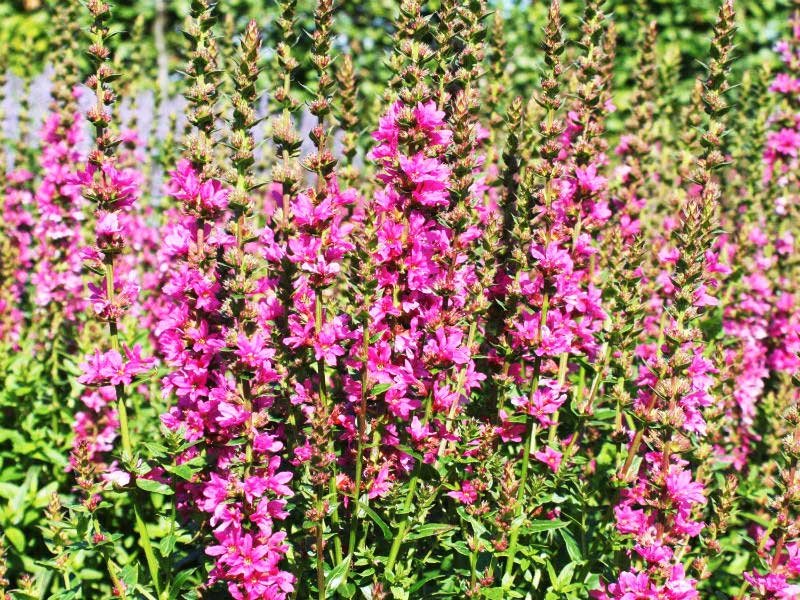 Дербенник иволистный (Lythrum salicaria) - 31 предложение у 11 поставщиков