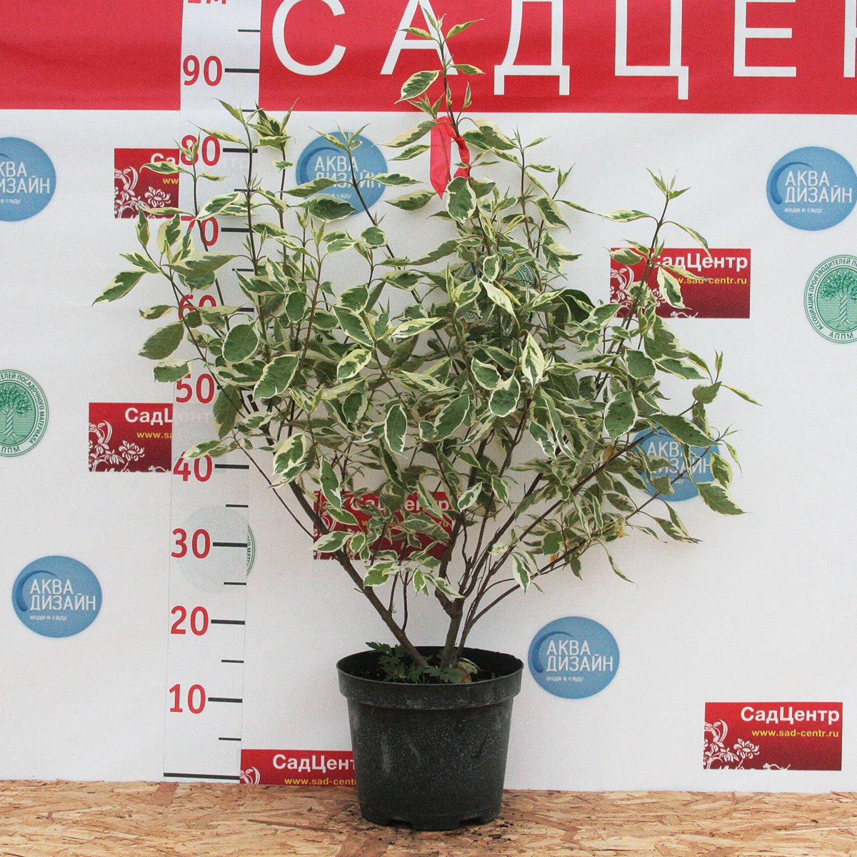 Дерен белый (Cornus alba)