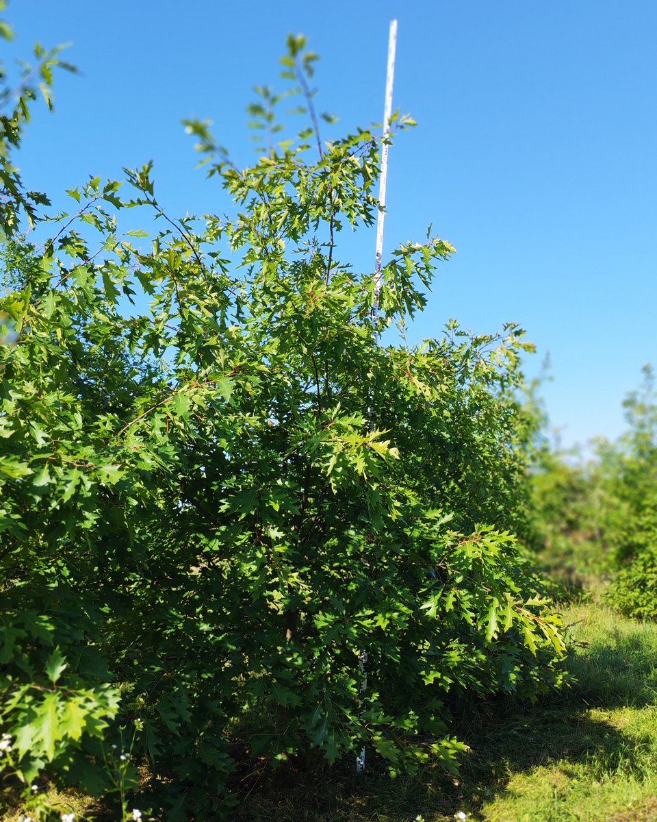 Дуб красный (Quercus rubra) - 57 предложений у 16 поставщиков