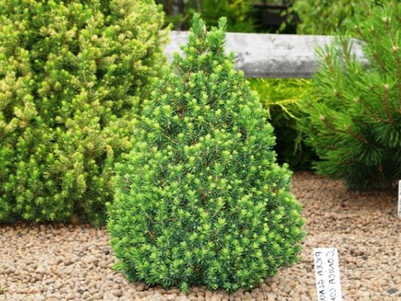 Ель канадская (Picea glauca)