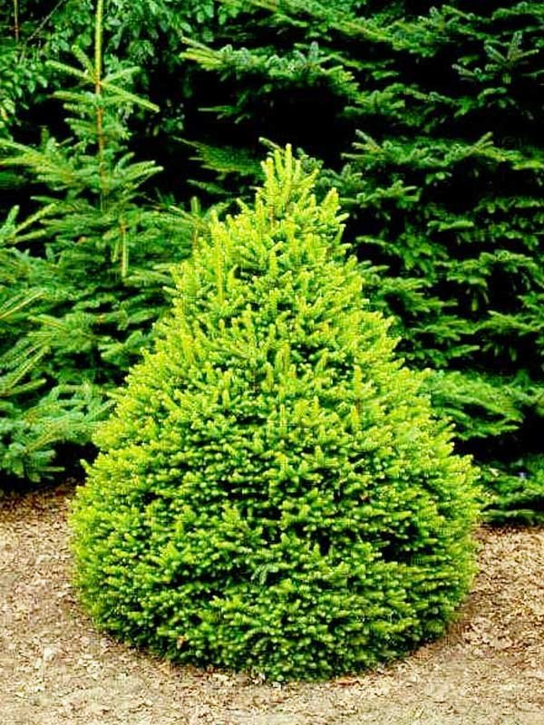 Ель обыкновенная (Picea abies) - 258 предложений у 25 поставщиков