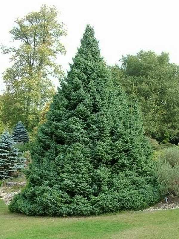 Ель сербская (Picea omorika)