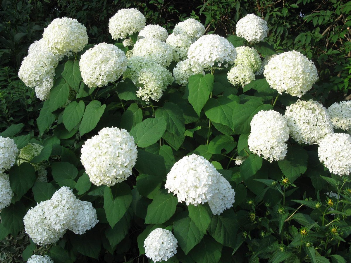 Гортензия Анабель (Hydrangea arborescens 'Annabelle')