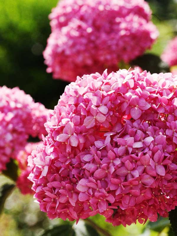 Гортензия древовидная (Hydrangea arborescens) - 116 предложений у 20 поставщиков