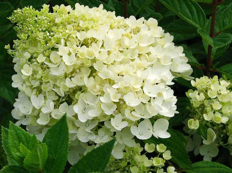 Гортензия метельчатая (Hydrangea paniculata) - 1353 предложения у 31 поставщика