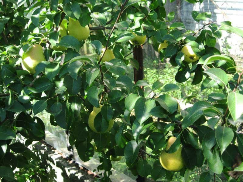 Груша Чижовская (Pyrus communis 'Chizhovskaya')