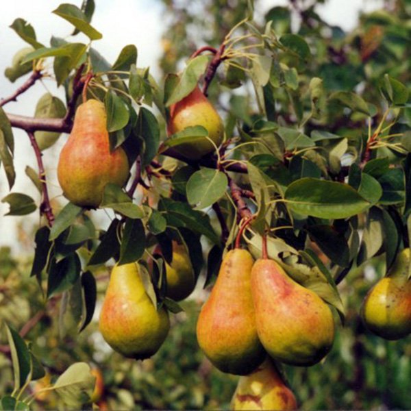 Груша Просто Мария (Pyrus communis 'Prosto Maria')