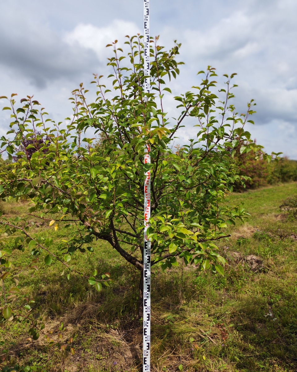 Груша Талгарская (Pyrus communis 'Talgarskaya krasavitsa') - 4 предложения у 4 поставщиков