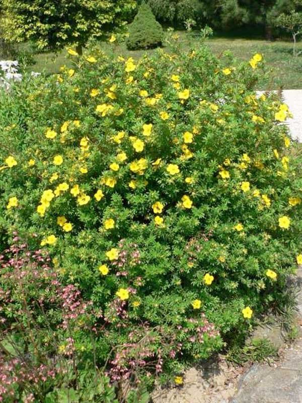 Лапчатка кустарниковая (Dasiphora fruticosa)