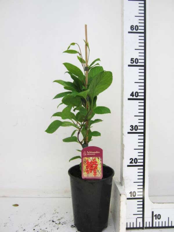 Лимонник китайский (Schisandra chinensis)