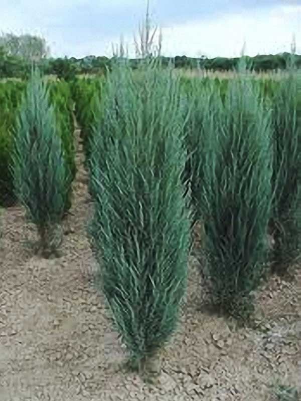 Можжевельник скальный (Juniperus scopulorum) - 150 предложений у 20 поставщиков