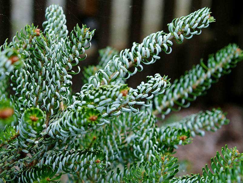 Пихта корейская (Abies koreana)