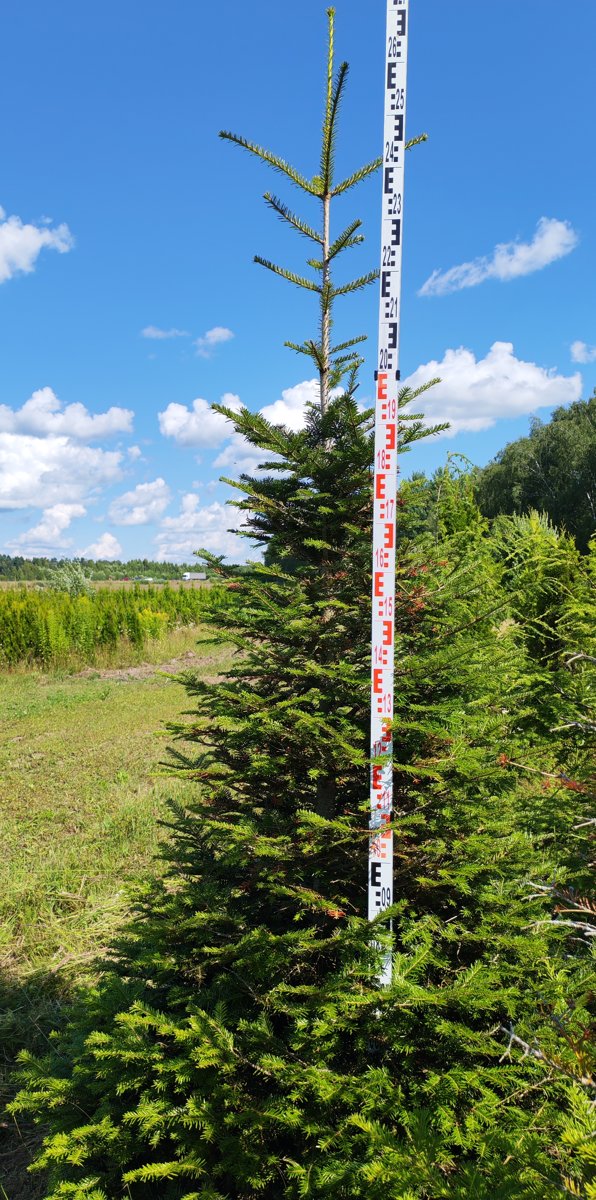 Пихта сибирская (Abies sibirica) - 37 предложений у 12 поставщиков