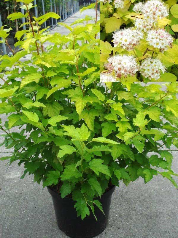 Пузыреплодник калинолистный (Physocarpus opulifolius)