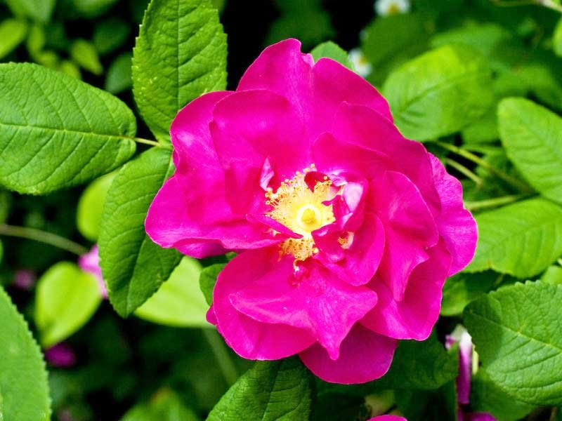 Роза ругоза (Rosa rugosa) - 37 предложений у 14 поставщиков