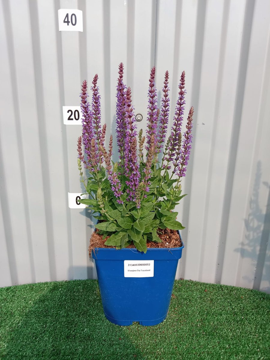 Шалфей дубравный (Salvia nemorosa) - 82 предложения у 13 поставщиков