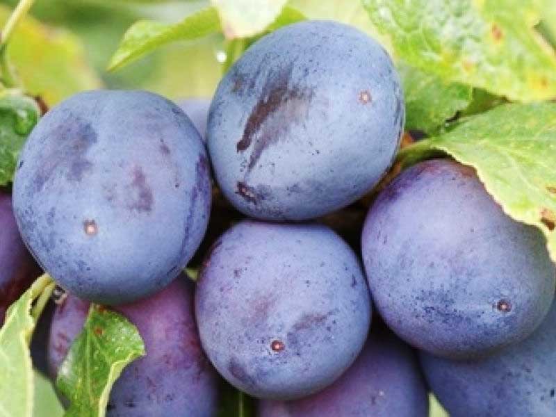 Слива Венгерка (Prunus domestica (группа Венгерка))