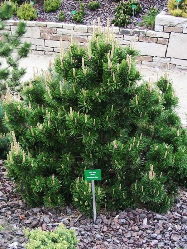 Сосна горная (Pinus mugo) - 400 предложений у 25 поставщиков