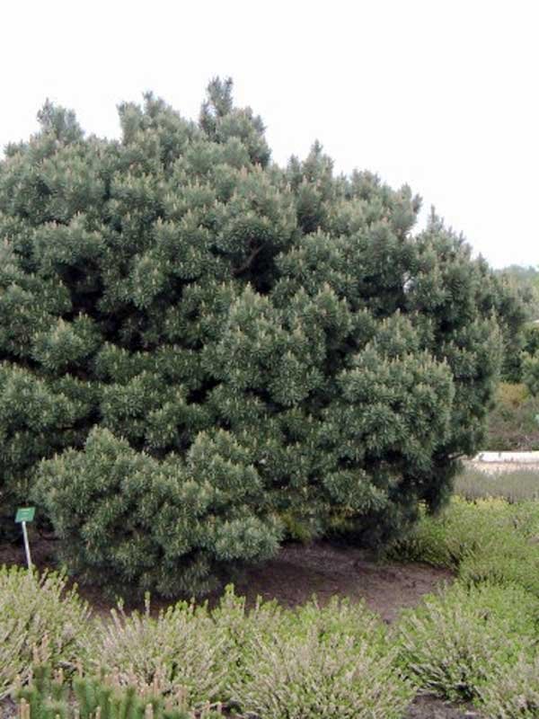 Сосна обыкновенная (Pinus sylvestris) - 221 предложение у 27 поставщиков