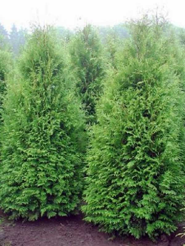 Туя Брабант (Thuja occidentalis 'Brabant')
