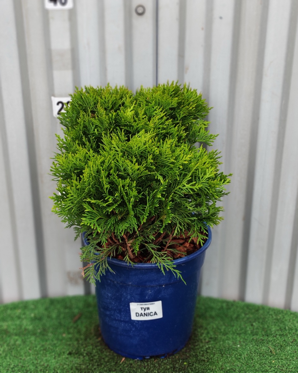 Туя Даника (Thuja occidentalis 'Danica')