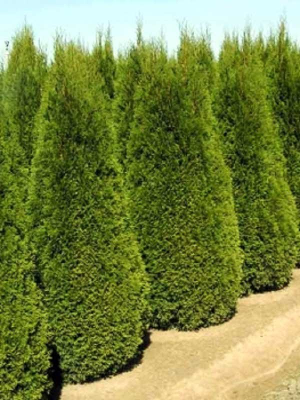 Туя Смарагд (Thuja occidentalis 'Smaragd')