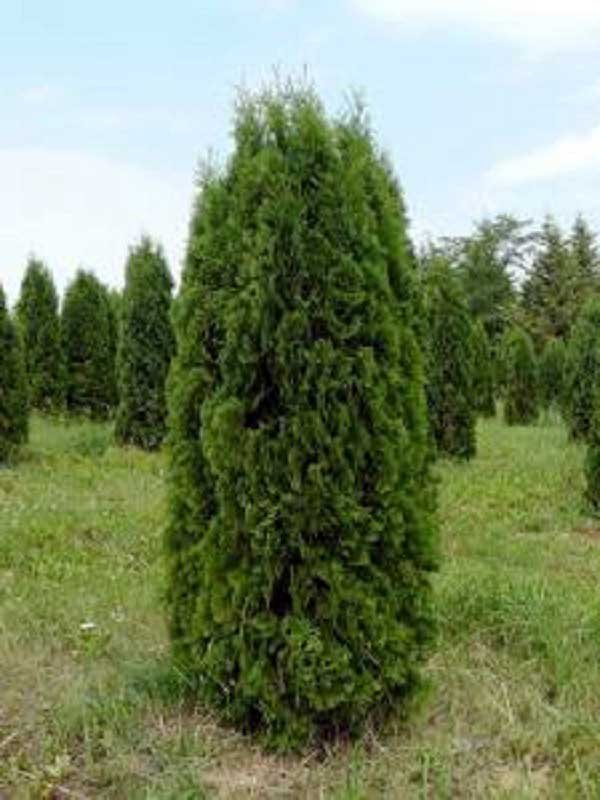 Туя западная (Thuja occidentalis)