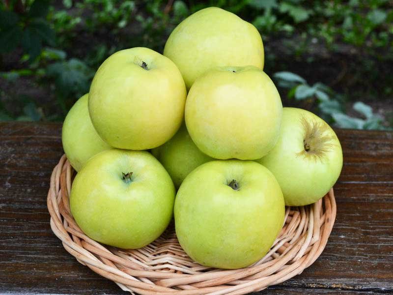 Яблоня Антоновка (Malus domestica 'Antonovka')
