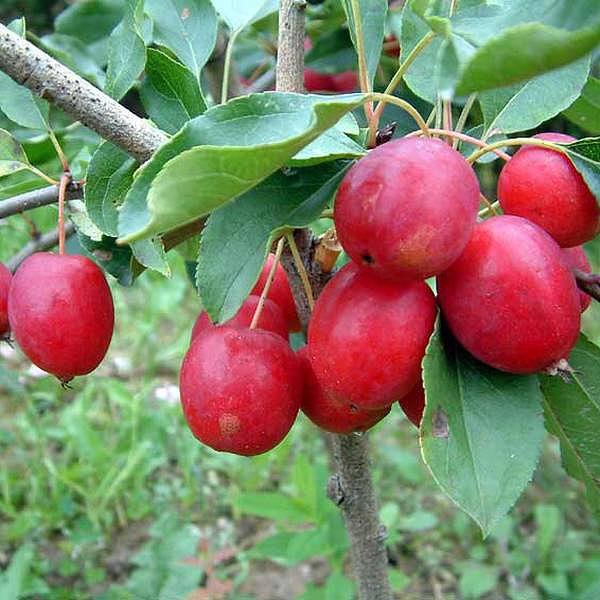 Яблоня китайка (Malus prunifolia, Malus baccata (гибриды)) - 25 предложений у 8 поставщиков