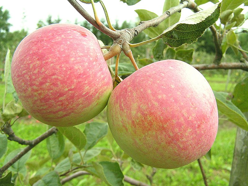 Яблоня Конфетное (Malus domestica 'Konfetnoe') - 13 предложений у 7 поставщиков