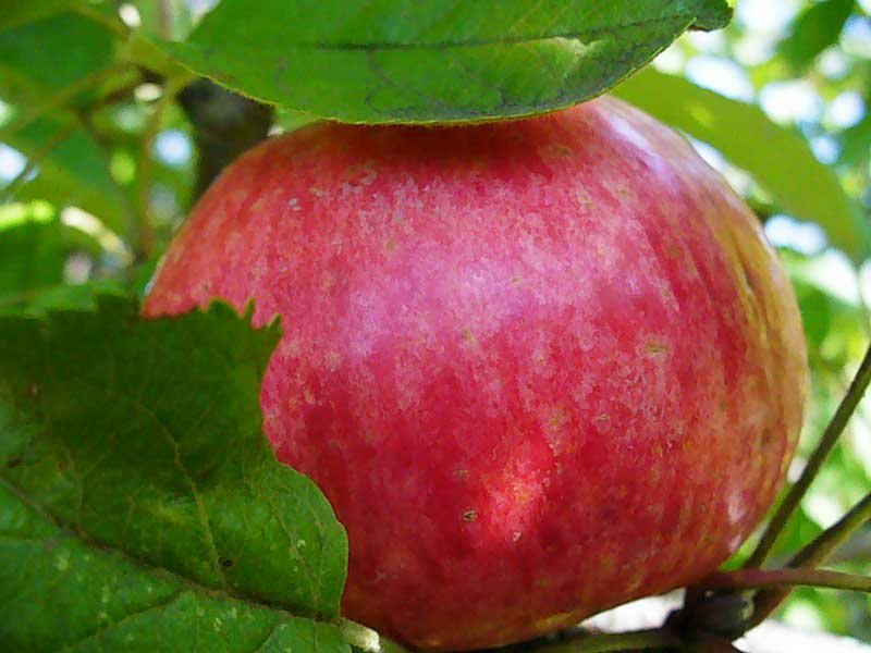 Яблоня Медуница (Malus domestica 'Medunitsa')
