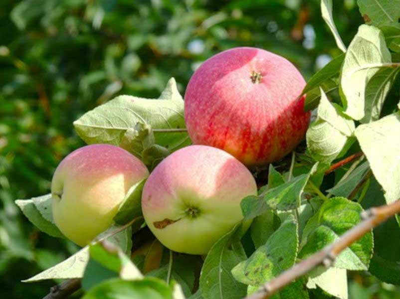 Яблоня Мельба (Malus domestica 'Melba') - 11 предложений у 6 поставщиков